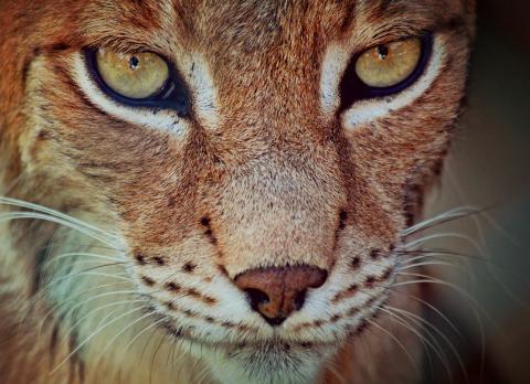 Bobcat face close up