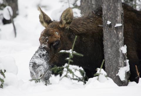 Moose in deep snow with muzzle covered in powdery snow