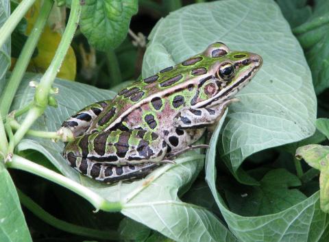 Northern Leopard frog on a leaf