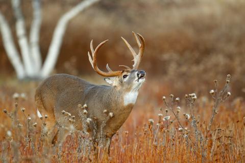 White-tailed deer buck with antlers in a fall colored field calling.