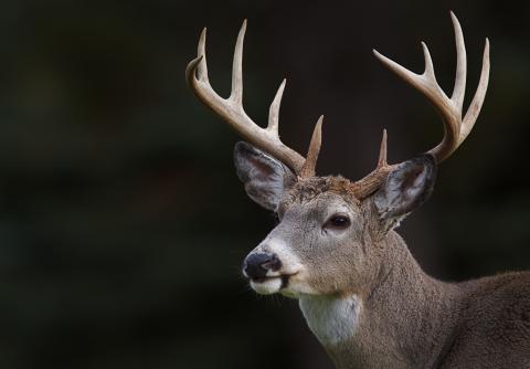 close up of white-tailed buck