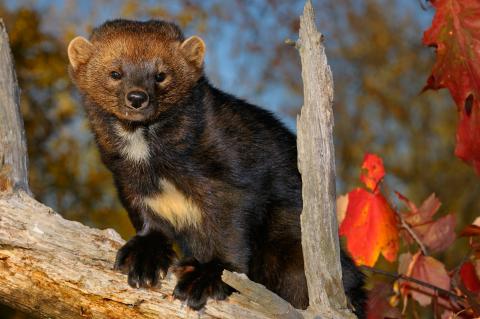 Adult fisher in a tree