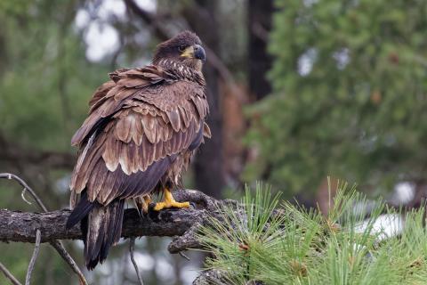 Juvenile bald eagle on tree limb