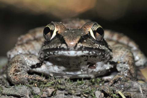 Close up wood frog