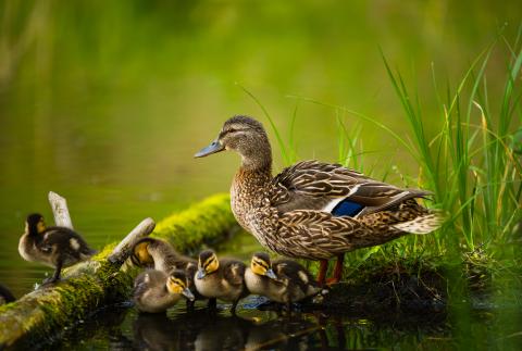 Female duck with ducklings at pond edge