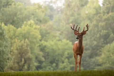 White-tailed deer standing with trees in background