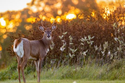 Young white-tailed buck standing at edge of field with sunset in background