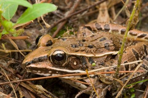 This wood frog will bury itself in leaf litter and virtually freeze solid for the winter.