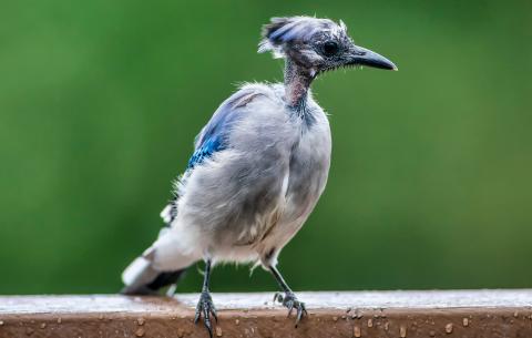 Blue jay on a railing molting feathers
