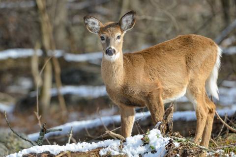 White-tailed deer in woods with snowy background