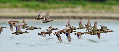 Flock of mallard ducks flying over water