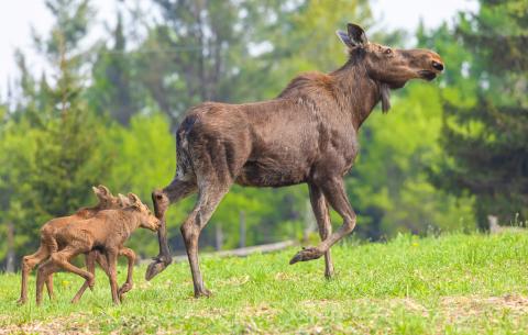 Moose cow with two calves strolling on green grass