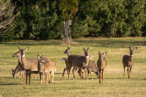 Herd of white-tailed deer on grass