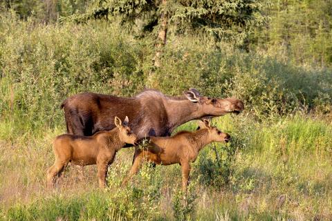 Moose cow with two calves eating shrubs in the wild