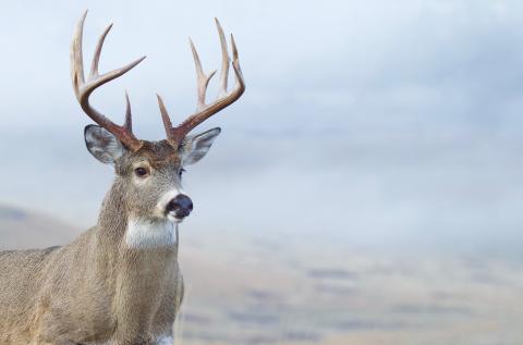 White-tailed buck close up against a blue blurred background