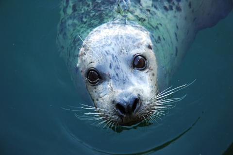 Seal with face poking out of the water