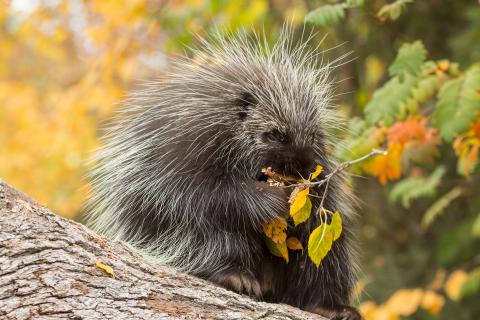 Close up of North American porcupine enjoying a meal of leaves in the early Fall