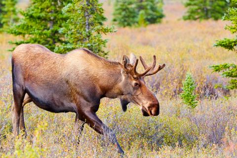 Moose walking across field