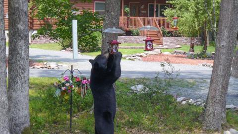 Black bear on a bird feeder