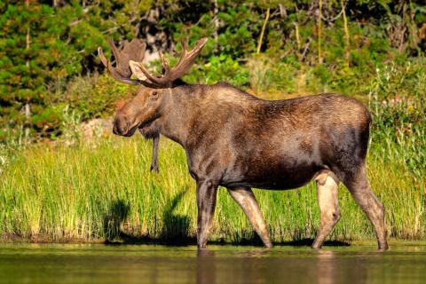 Bull moose wading into water at lake's edge