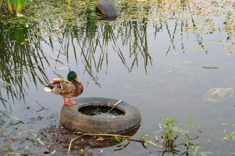 Duck in polluted pond, standing on tire