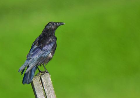 American crow on post with green background