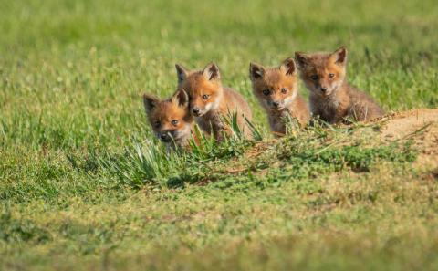 Four fox kits looking from den in green field