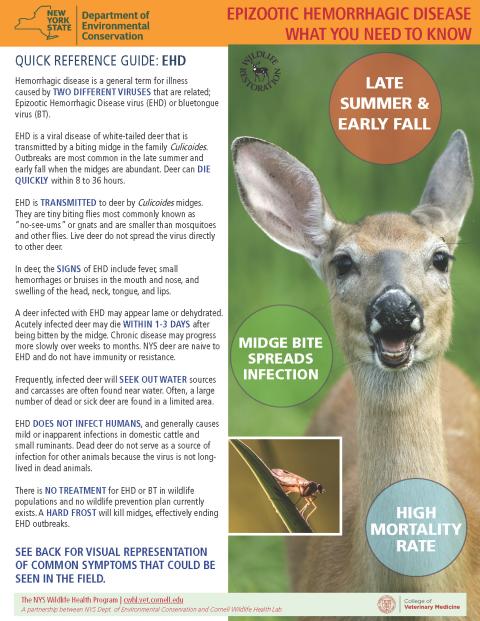image of EEE fact sheet