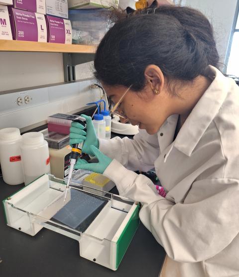 Paula loading an agarose gel to see if her new sequencing tool successfully amplified salamander DNA. Spoiler alert: it did!