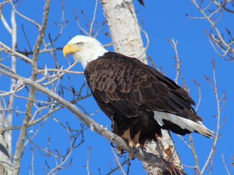 Bald eagle high in the trees
