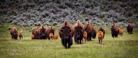 herd of bison roaming grassland