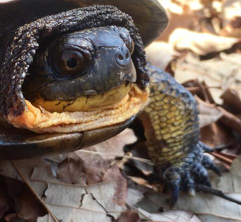 NYS threatened species, the Blanding's turtle. 