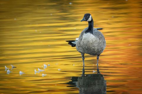 Canada goose standing in water at sunset