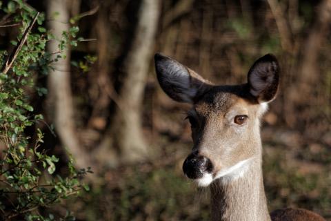 White-tailed doe close up