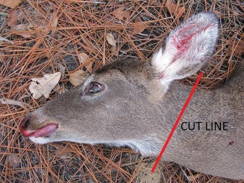 Deceased deer showing cut line to take head