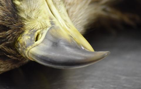 close up image of bald eagle beak