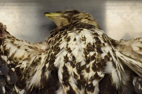 Juvenile bald eagle submitted for necropsy to determine cause of death