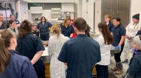 Teaching necropsy to students