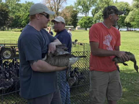 Bryan with a goose in his hands