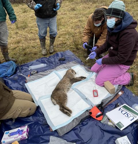 Dr. Bloodgood in the field preparing to take samples from an anesthetized bobcat for a collaborative research project on population health in NYS.