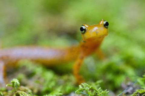 Longtail salamander on moss, blurred background