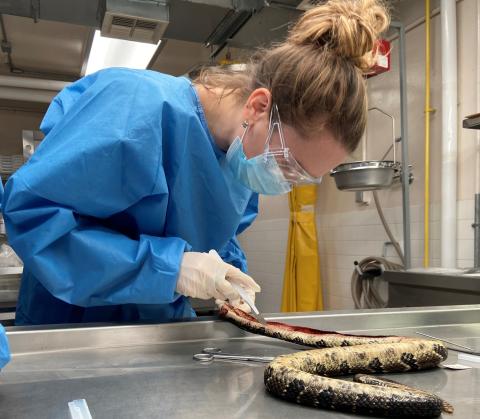 Melissa collecting tissues from a timber rattlesnake submitted for examination.