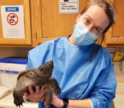 Healthy common snapping turtle that was surrendered once the keeper learned it is illegal to keep native species as pets. It now resides in a permitted educational facility.