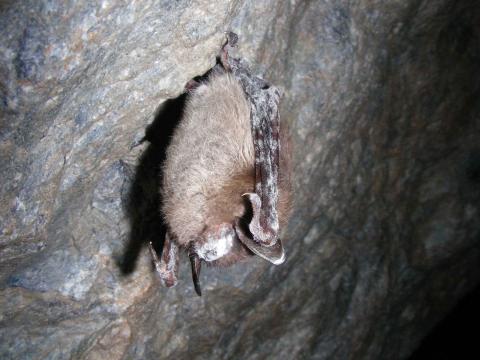 Little brown bat hanging in a cave infected with WNS