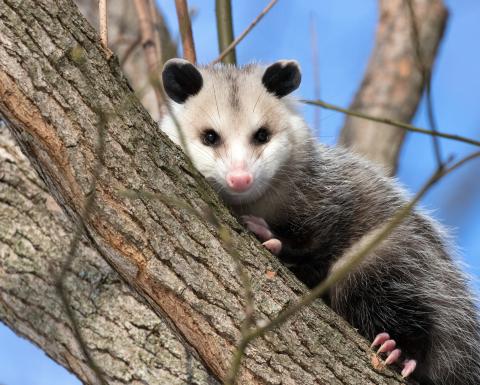 Virginia opossum in a tree
