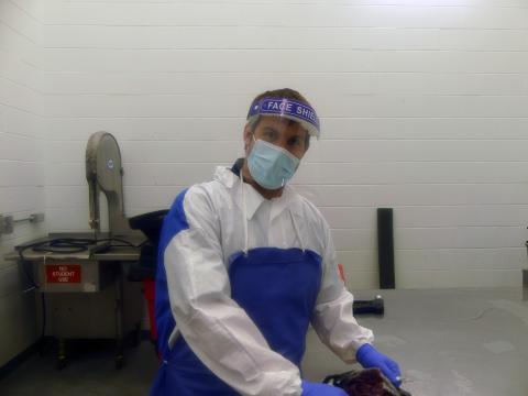 Dr. Hitchener getting a wildlife specimen ready for necropsy.