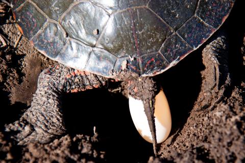 Painted turtle laying her eggs.
