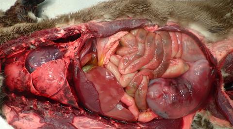 River otter internal organs