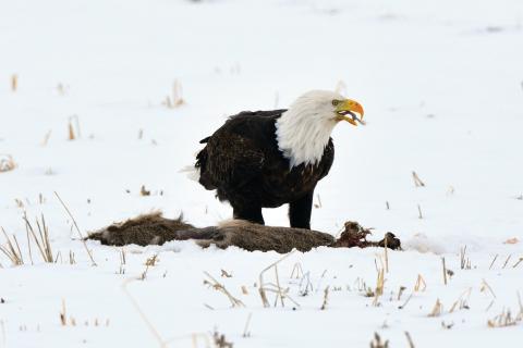 bald eagle eating from a carcass