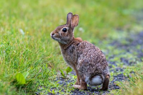 Eastern cottontail in grass